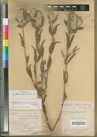 Isotype of Cyathula mollis C.C.Towns. [family AMARANTHACEAE]