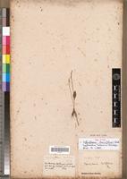 Isotype of Ophioglossum lancifolium C.Presl [family PTERIDOPHYTA]