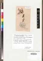 Holotype of Trichomanes bipunctatum Poir. [family PTERIDOPHYTA]