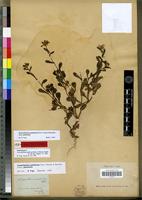 Isolectotype of Leucanthemum glabrum Boiss. & Reuter, Pugill [family ASTERACEAE]