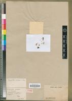 Type of Achyranthes avicularis E.Mey. [family AMARANTHACEAE]