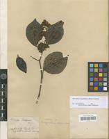 Isotype of Ecdysanthera schrieckii Müll.Arg. [family APOCYNACEAE]