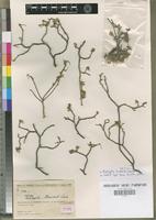 Type of Acalypha humbertii Leandri [family EUPHORBIACEAE]