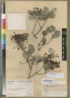 Syntype of Evonymopsis humbertii H. Perr. [family CELASTRACEAE]