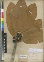 Type of Ficus austrocaledonica Bureau [family MORACEAE]