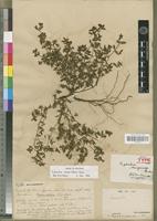 Isosyntype of Euphorbia sanguinea Boiss. [family EUPHORBIACEAE]