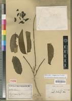 Type of Sapium armatum Pax&K. Hoffm. [family EUPHORBIACEAE]