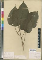 Isosyntype of Mallotus chevalieri Beille [family EUPHORBIACEAE]