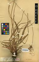 Type of Cyperus tabina Steud. ex Boeck. [family CYPERACEAE]