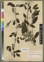 Isotype of Vangueriopsis rufa Robyns [family RUBIACEAE]