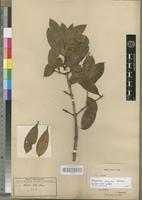 Strychnos pungens in Global Plants on JSTOR