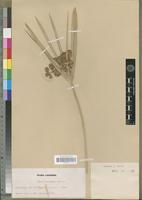 Type of Cyperus sexangularis Nees [family CYPERACEAE]