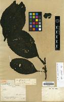 Holotype of Pilea pteropodon Wedd. [family URTICACEAE]
