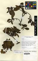 Isotype of Freziera uncinata A.L.Weitzman [family THEACEAE]