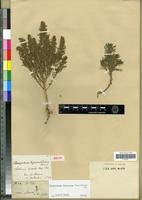 Isotype of Chenopodium bipinnatifidum Moric. ex Moq. [family CHENOPODIACEAE]