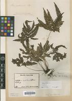 Type of Pteris fauriei Hieron. var. minor Hieron. [family PTERIDOPHYTA]