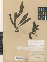 Syntype of Antrophyum formosanum Hieron. [family PTERIDOPHYTA]