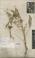 Syntype of Astragalus alopecuroides L. f. ispirensis Pamp. [family FABACEAE-PAPILIONOIDEAE]