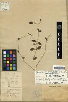 Isotype of Achyranthes serpyllifolia Poir. [family AMARANTHACEAE]