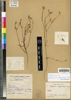 Type of Psilotrichum erythrostachyum Gagnep. [family AMARANTHACEAE]