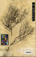 Type of Heliotropium paniculatum R.Br. [family BORAGINACEAE]