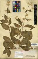 Isotype of Achyranthes cordobensis Standley [family AMARANTHACEAE]