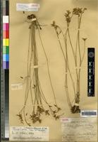 Isotype of Gomphrena equisetiformis Fries [family AMARANTHACEAE]