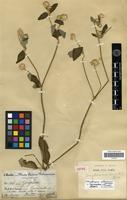 Isolectotype of Gomphrena mandonii R.E. Fr. [family AMARANTHACEAE]