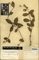 Isotype of Gomphrena guaranitica Chod. [family AMARANTHACEAE]