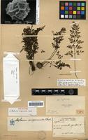 Holotype of Asplenium anogrammoides Christ [family PTERIDOPHYTA]