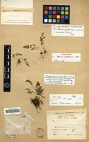 Holotype of Asplenium daghestanicum Christ [family PTERIDOPHYTA]