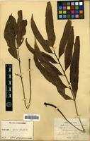 Type of Asplenium formosae H. Christ [family PTERIDOPHYTA]