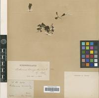 Type of Trichomanes bimarginatum Bosch [family PTERIDOPHYTA]