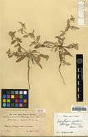Isotype of Gomphrena discolor Fries [family AMARANTHACEAE]