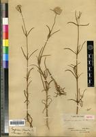 Isotype of Gomphrena flaccida R.Br. [family AMARANTHACEAE]