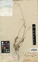 Type of Froelichia gracilis Moq. [family AMARANTHACEAE]