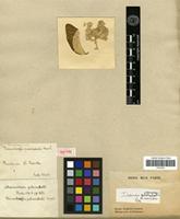 Isotype of Trommsdorffia pulverulenta Mart. [family AMARANTHACEAE]