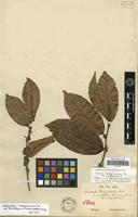 Holotype of Chailletia dichapetalum R.Br. var. multiflora Tul. [family DICHAPETALACEAE]