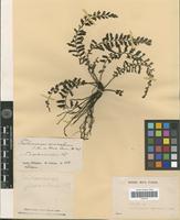 Isotype of Trichomanes asplenioides C.Presl [family PTERIDOPHYTA]
