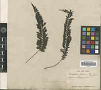 Type of Cephalomanes atrovirens C.Presl. [family PTERIDOPHYTA]