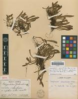 Isotype of Polypodium yakushimae Christ [family PTERIDOPHYTA]