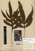 Isotype of Grammitis decurrens Hook. &amp; Grev. [family PTERIDOPHYTA]