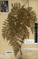 Syntype of Aspidium fargesii Christ [family PTERIDOPHYTA]