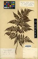 Type of Aspidium sabaei Franch. & Sav. [family PTERIDOPHYTA]