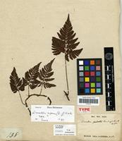 Isotype of Davallia cumingii Hook. [family PTERIDOPHYTA]