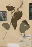 Syntype of Croton vulnerarius Baill. [family EUPHORBIACEAE]