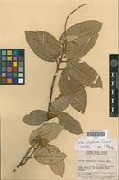 Isotype of Croton polypleurus Croizat [family EUPHORBIACEAE]