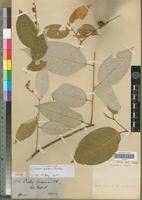 Isotype of Croton spruceanus Benth. [family EUPHORBIACEAE]