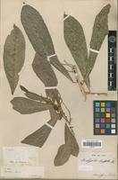 Syntype of Acalypha klotzschii Baill. [family EUPHORBIACEAE]
