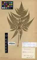 Isosyntype of Aspidium sporadosorum Kunze [family PTERIDOPHYTA]